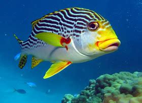 sweet lips fish|This Is What You Should Know About S.
